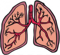 Free download Lung cancer Organ Clip art - Small Lungs Cliparts png.