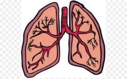 Lung cancer Organ Clip art - Small Lungs Cliparts png download - 600 ...