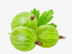 Three Lanterns Fruit, Cape Gooseberry, Green, Fruit PNG Image and ...