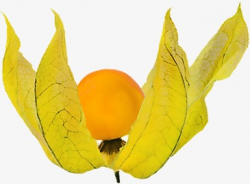 Cape Gooseberry, Fruit, Wild Fruit, Green Leaves PNG Image and ...