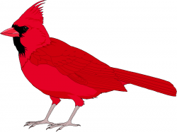 Red Cardinal Clipart