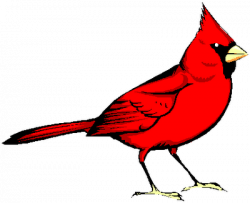 Cardinal Clipart