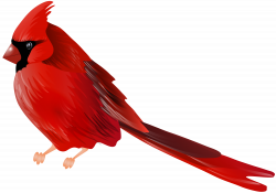 Cardinal Bird PNG Clip Art | Gallery Yopriceville - High-Quality ...