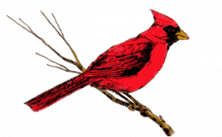 Animation Bundle: Animated Cardinals Chirping and Spreading Love of ...