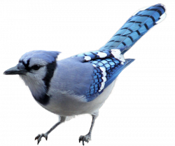 Blue Jay clipart jay bird - Pencil and in color blue jay clipart jay ...