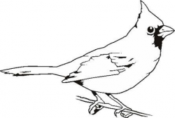 cardinal clipart black and white - Google Search | birds | Pinterest ...