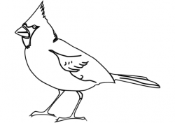 Northern Cardinal coloring page | Free Printable Coloring Pages