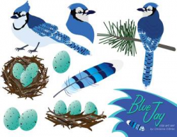 Blue Jay Bird Clip Art Set by Christine O'Brien Creative | TpT