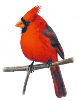 9 best clip art images on Pinterest | Cardinals, Christmas cards and ...