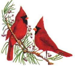 Cardinals Clipart Group (56+)