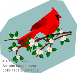 Clip Art Illustration of a Red Cardinal Sitting on a Apple Tree Branch