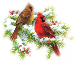 Pin by Светлана on Новый год | Pinterest | Cardinals, Bird and ...