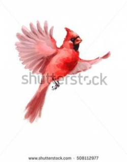 Cardinal Clipart Air Animal Free collection | Download and share ...