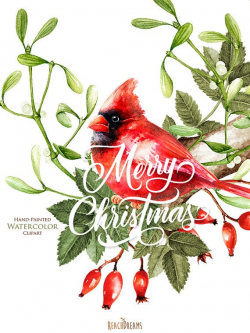 Watercolor Christmas Clipart, Mistletoe, Briar, Red Cardinal ...