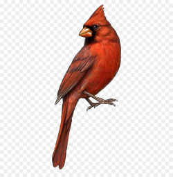 Bird St. Louis Cardinals Northern cardinal Drawing Clip art - Red ...