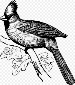 Line art Drawing Northern cardinal Clip art - feather png download ...