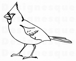 Cardinal Bird Drawing | Free download best Cardinal Bird ...