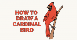 How to Draw a Cardinal Bird - Really Easy Drawing Tutorial