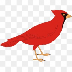 Cardinal Bird PNG Images | Vectors and PSD Files | Free Download on ...