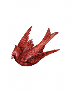 FLYING CARDINAL PNG red bird clip art transparent background