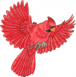 Flying Cardinal Drawing at GetDrawings.com | Free for personal use ...