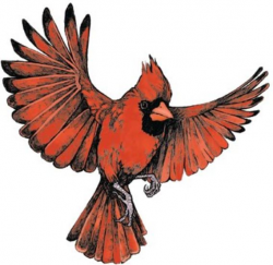 Flying cardinal | inked inspiration | Pinterest | Cardinals, Tattoo ...