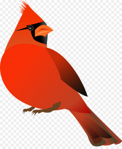 Northern cardinal St. Louis Cardinals Bird Clip art - Bird png ...