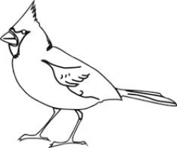 Cardinal Outline Cardinal -- bird | Cardinal Tattoo Outline ...