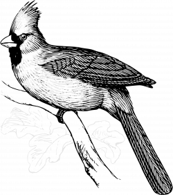 Clipart - Cardinal bird line art