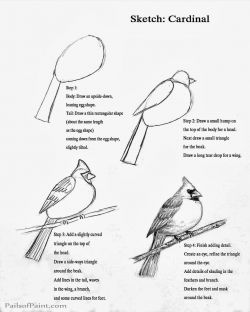 Pails of Paint: Art Lesson: Sketch Page of a Cardinal. | Sketchbook ...