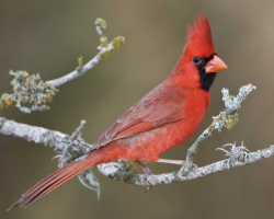 Northern Cardinal | Audubon Field Guide