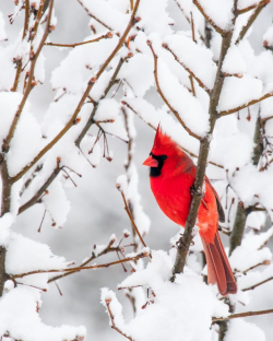 Red Cardinal Bird Photo Winter Christmas Scene White Snow 8x10 ...