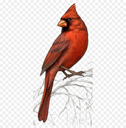 Bird Northern cardinal St. Louis Cardinals Clip art - Red Parrot png ...