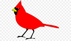 Northern cardinal St. Louis Cardinals Clip art - Free Cardinal ...