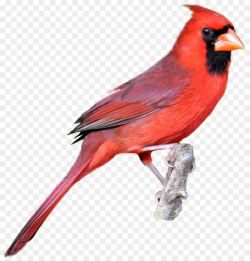 Northern cardinal Bird Drawing Clip art - Free Cardinal Clipart png ...