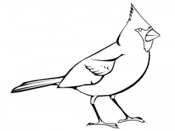 Cardinal Outline free clipart