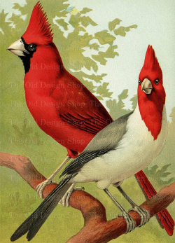 Red Cardinal Gray Cardinal Vintage Printable Bird Clip Art ...
