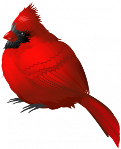 Red Winter Bird PNG Clipart Image | Cardinals | Pinterest | Clipart ...