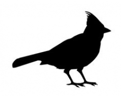 Free Image on Pixabay - Cardinal, Bird, Cardinalidae | Cardinals and ...