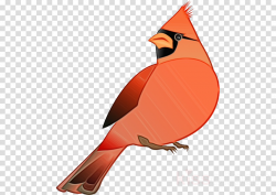 bird northern cardinal cardinal beak songbird clipart - Bird ...