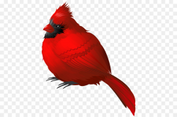 Songbird Northern cardinal Clip art - Orang small parrot png ...