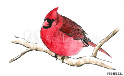 red cardinal bird perched on branch isolated white ...