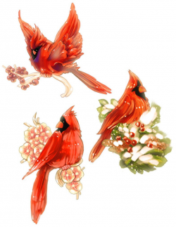 Cardinal Bird Drawings | 2010 cardinal christmas tags by vslynx ...