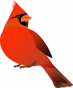 Free Image on Pixabay - Cardinal, Bird, Cardinalidae | Cardinals and ...