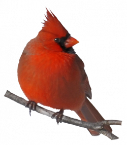 28+ Collection of Cardinal Clipart Png | High quality, free cliparts ...