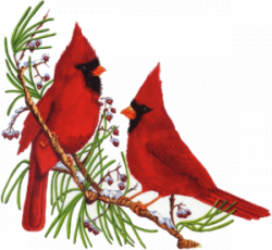 28+ Collection of Free Christmas Cardinal Clipart | High quality ...