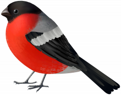 Red Black Bird PNG Clip Art - Best WEB Clipart