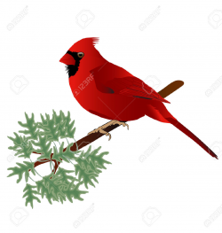 Cardinal Cartoon Clipart | Free download best Cardinal ...