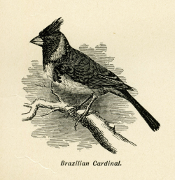 Brazilian Cardinal Bird Free Clip Art | Old Design Shop Blog
