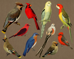10 Vintage Birds Clipart, Antique Bird Clipart, Vintage Animal ...